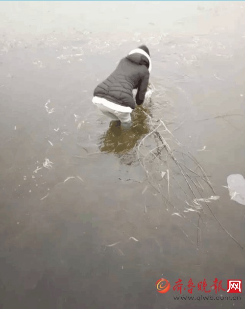 学生跳冰湖救野兔