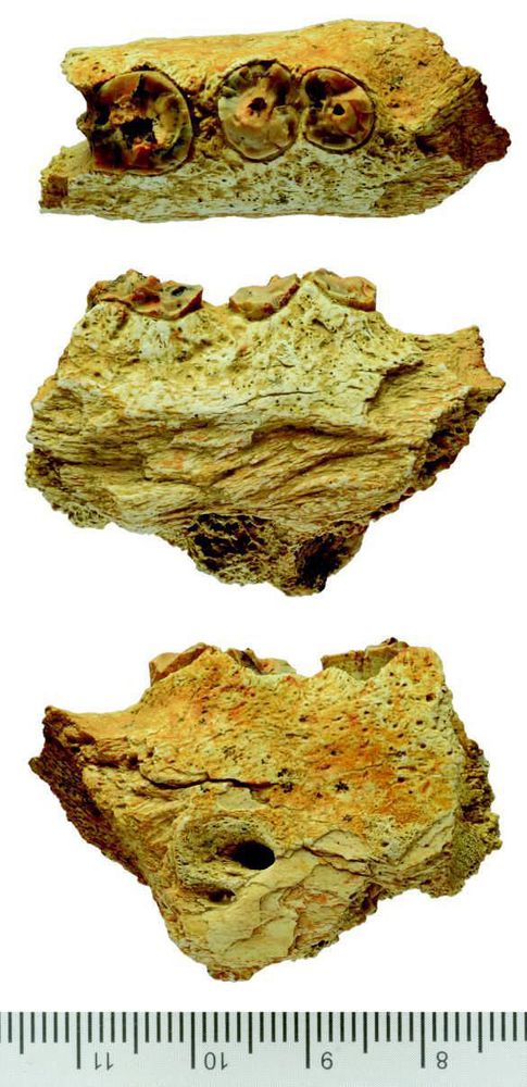 西藏阿里发现鬣狗化石