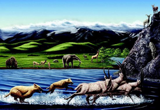 西藏阿里发现鬣狗化石
