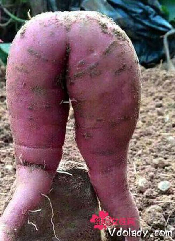 英国农民种出性感红薯