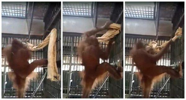 泰国猩猩自制吊床