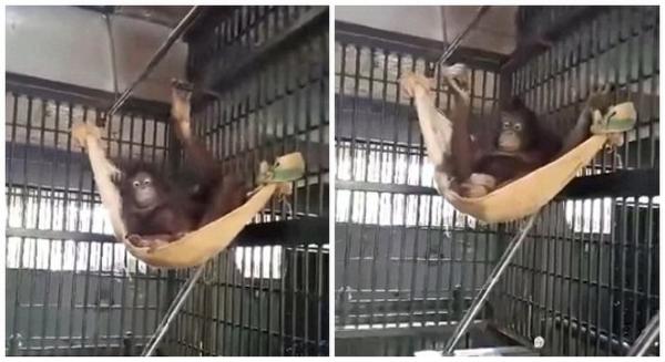 泰国猩猩自制吊床