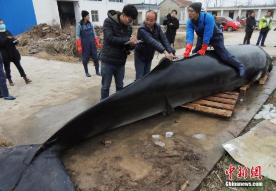 江苏小鳁鲸标本