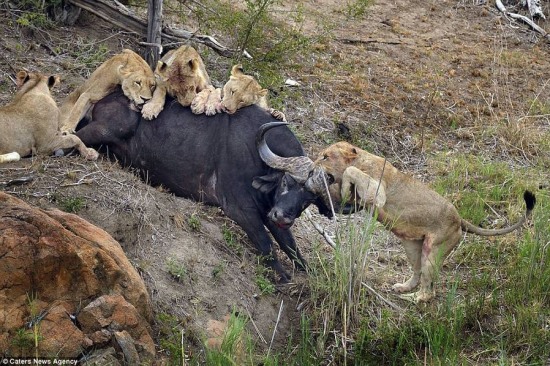 水牛被围攻死斗狮群