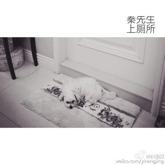 伊能静嫉妒爱犬