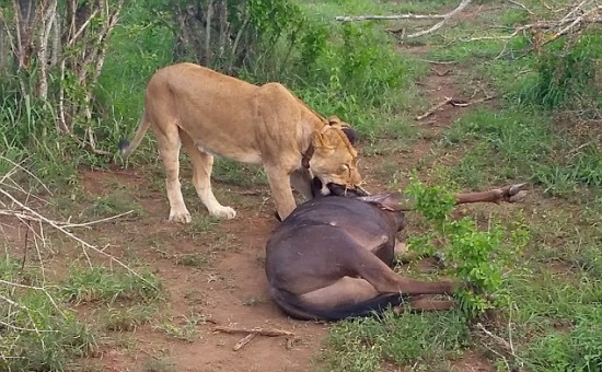 狮子吃角马 角马狮口逃生的照片