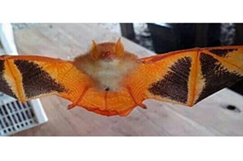 泰国现稀有蝙蝠