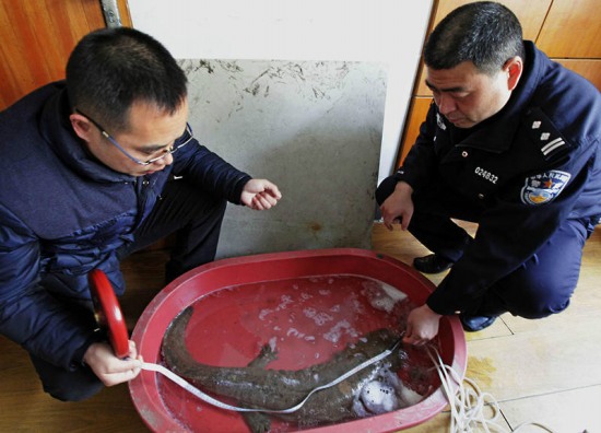 浙江发现1米多长娃娃鱼