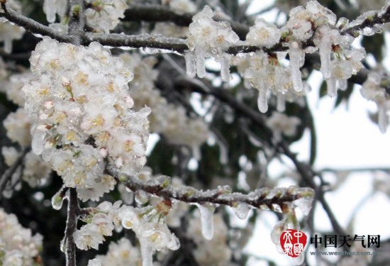广西寒潮影响 三月雨雪冰挂