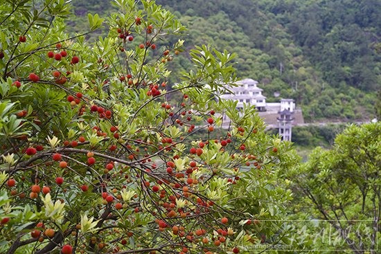 永嘉杨梅采摘