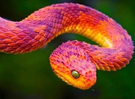 世界上最美的蛇