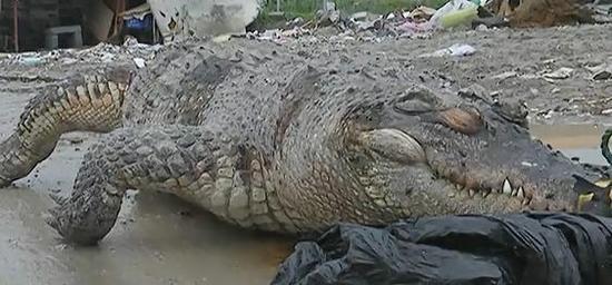 浙江路边现食人鳄