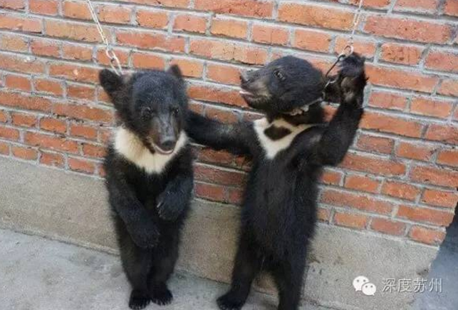 苏州马戏团虐熊