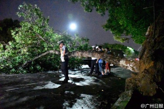 广州台风妮妲影响 大树被连根拔起