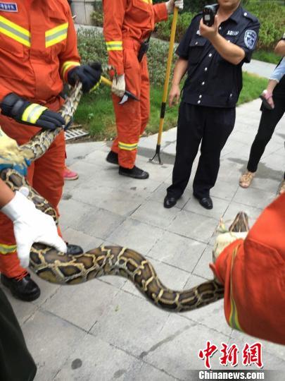 小区现身3米巨蟒 重庆江津某小区有人养蟒蛇
