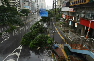 台风莫兰蒂登陆福建厦门 大树被连根拔起