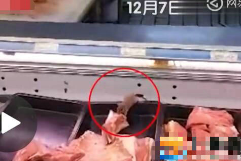 老鼠在冷柜吃肉