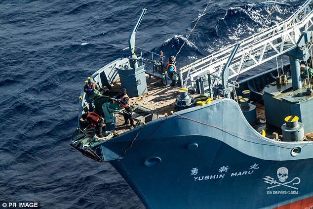日本南极偷猎鲸鱼