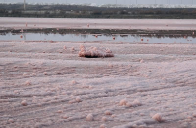 中国死海变玫瑰湖 粉色硝花像开满了玫瑰