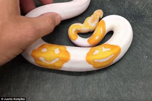 蟒蛇花纹酷似微笑