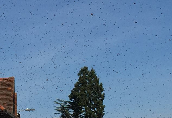 千万蜜蜂袭击小镇