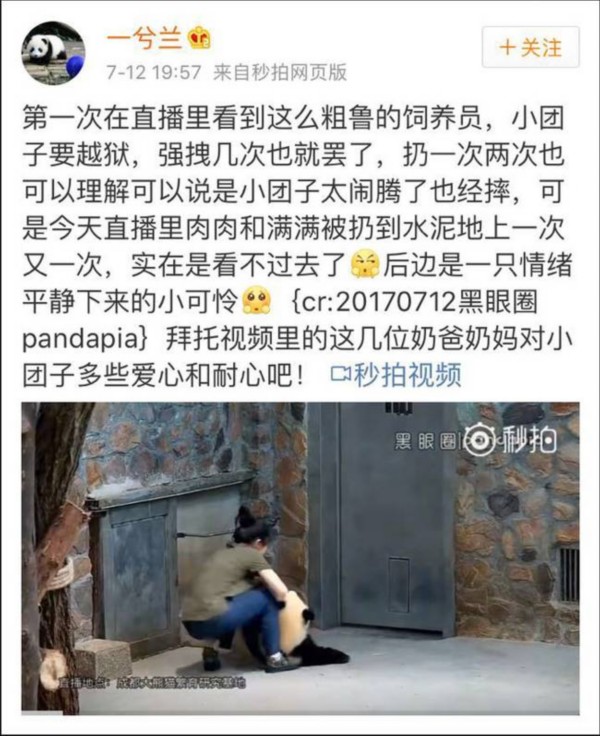 熊猫遭粗鲁对待