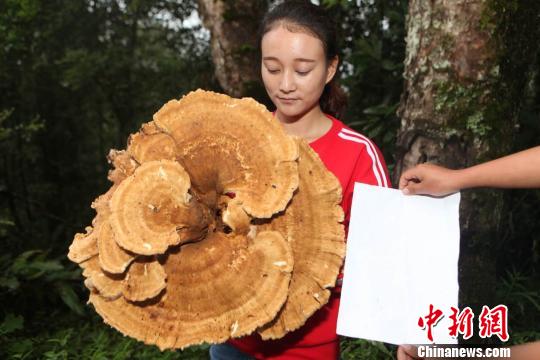 云南现神秘蘑菇