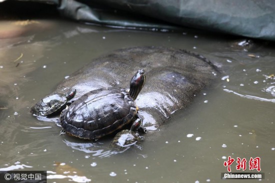 福建水池内现神秘巨鼋
