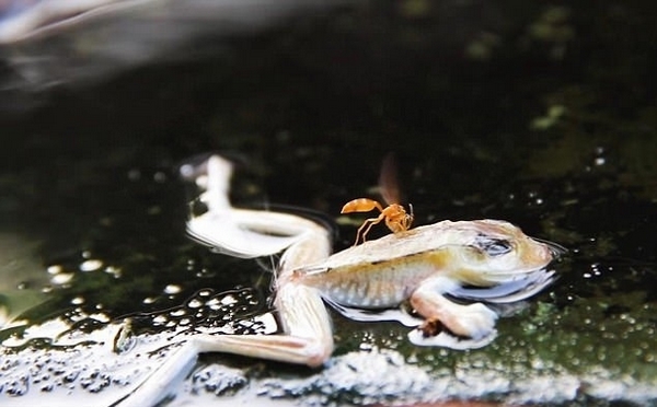 秘鲁河流烫死动物