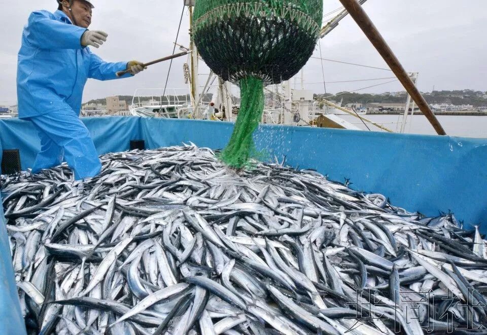 日本遭遇秋刀鱼荒