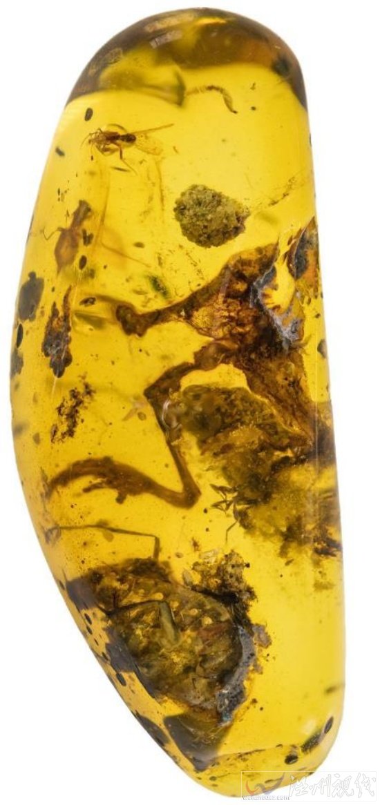 发现一亿年前蛙类琥珀化石