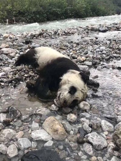 野生熊猫幼仔溺亡