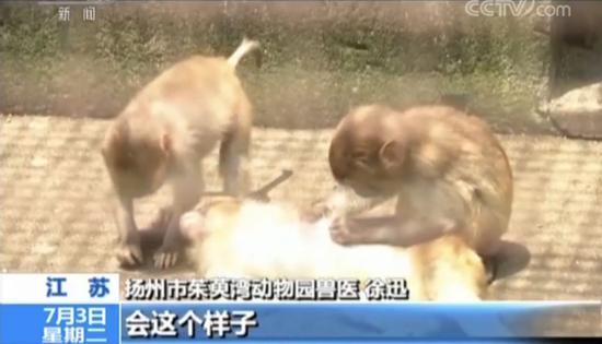 直播养猴牵出大案