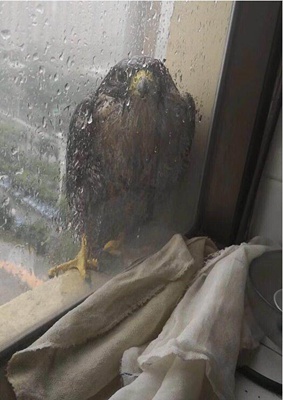 台风山竹影响广东 老鹰窗台避风雨