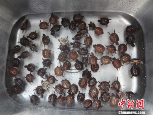 零食盒藏75只乌龟被海关查获