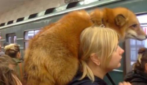 女子扛狐狸搭地铁