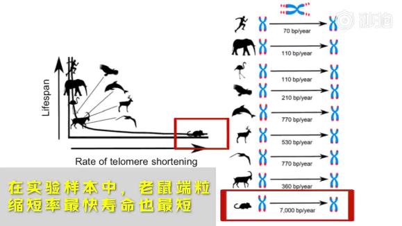 端粒缩短率可以预测物种寿命