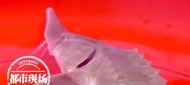 极其罕见！江西男子在赣江抓到“怪鱼”，是国家一级保护动物