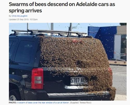 惨遭4万蜜蜂霸车