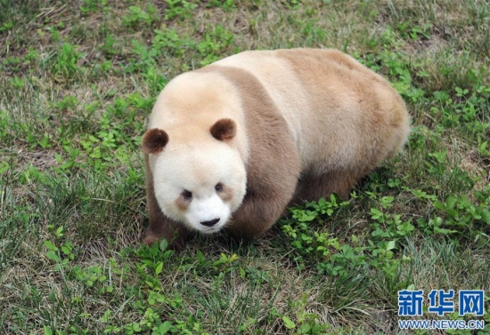 棕色大熊猫被认养