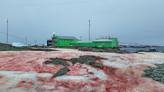 南极出现西瓜雪