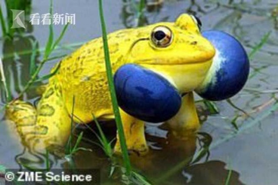 印度水塘出现金色青蛙 那就不叫青蛙叫金蛙了