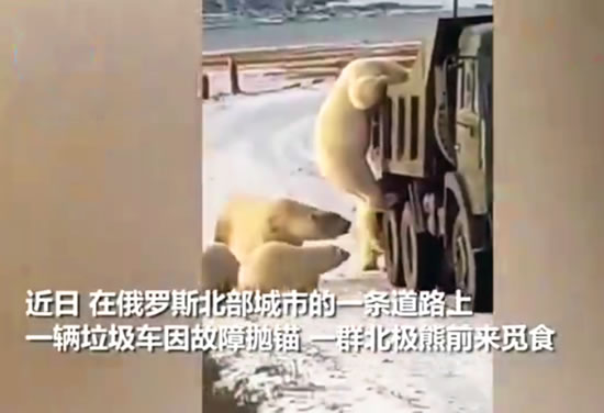 因冰川消融饥饿北极熊打劫垃圾车