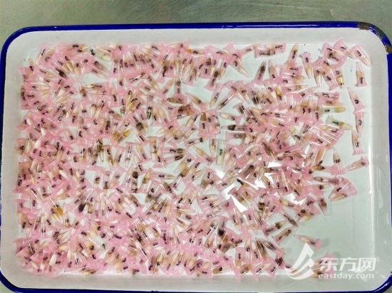 上海海关查获406只活体蚂蚁
