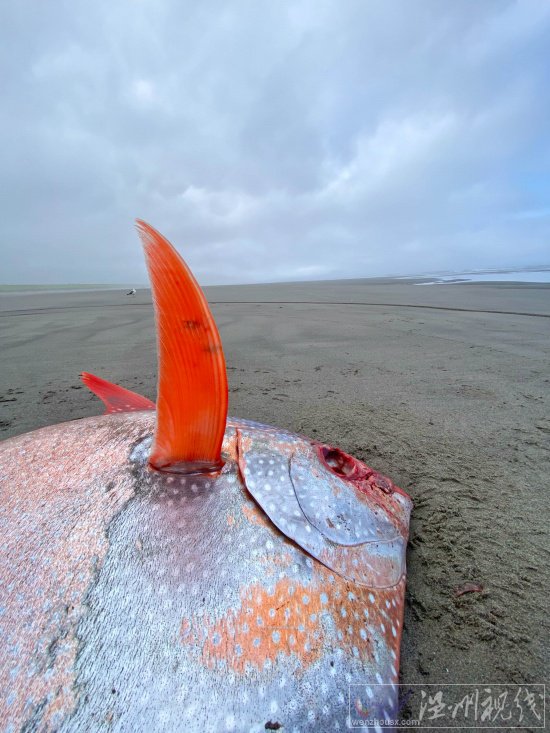 俄勒冈海滩发现罕见热带鱼月鱼 漂亮的Opah鱼