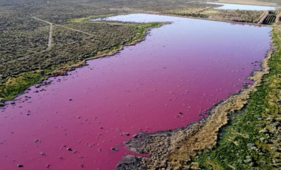 阿根廷泻湖污染变成亮粉色
