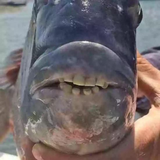 羊头鱼长满人类牙齿的鱼