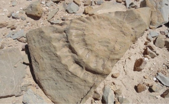 智利发现翼龙化石