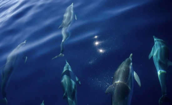 丹麦法罗群岛一天内有1400头海豚被屠杀