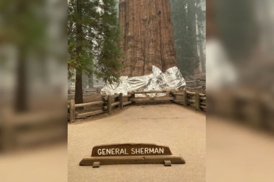美国消防员在野火中拯救世界上最大的树“谢尔曼将军树”
